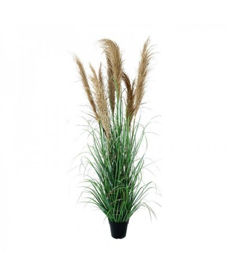 ΔΙΑΚΟΣΜΗΤΙΚΟ ΦΥΤΟ PAMPAS GRASS ΣΕ ΓΛΑΣΤΡΑ Fylliana 8407 ΚΑΦΕ ΧΡΩΜΑ 43x43x150εκ